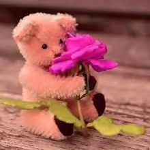 cute pink teddy bear